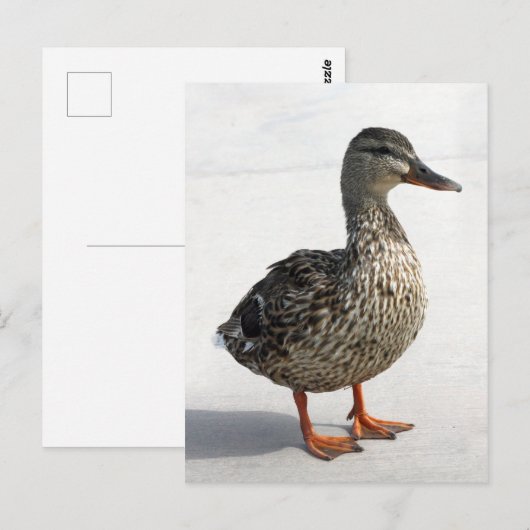 Kleine Duck Postkarte (Vorne/Hinten)