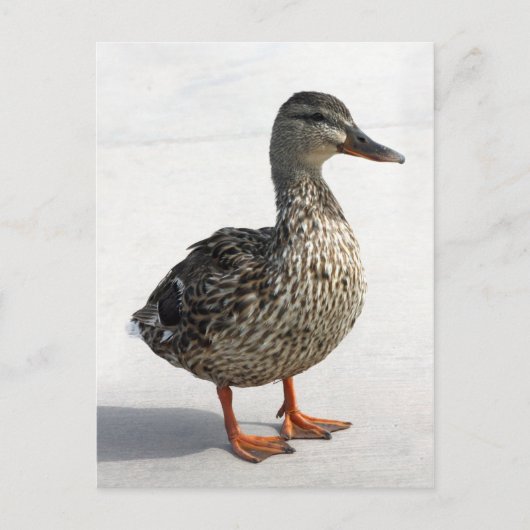 Kleine Duck Postkarte (Vorderseite)
