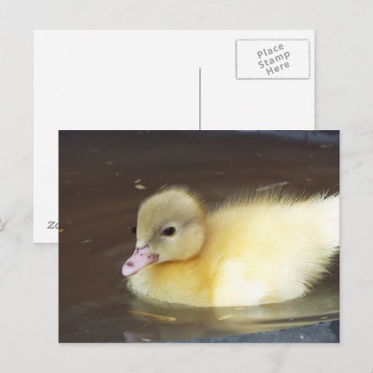 Kleine Duck Postkarte (Vorne/Hinten)