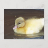 Kleine Duck Postkarte (Vorderseite)