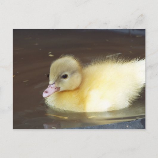 Kleine Duck Postkarte (Vorderseite)