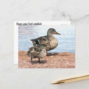 Kleine Ducklings am Teich Postkarte