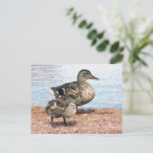Kleine Ducklings am Teich Postkarte (Stehend Vorderseite)