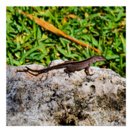 Kleine Eidechse im Sonnenlicht Poster