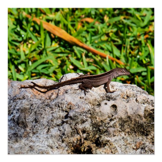 Kleine Eidechse im Sonnenlicht Poster (Vorderseite)