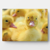 Kleine Enten Fotoplatte (Vorderseite)