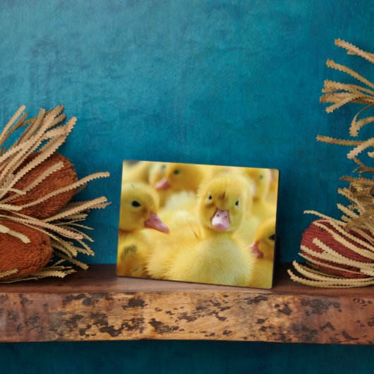 Kleine Enten Fotoplatte (Seite)