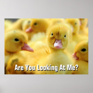 Kleine Enten Poster