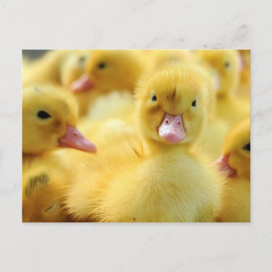 Kleine Enten Postkarte (Vorderseite)