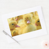 Kleine Enten Rechteckiger Aufkleber (Umschlag)