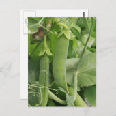 Kleine Erbsen des Sommers Postkarte (Vorne/Hinten)