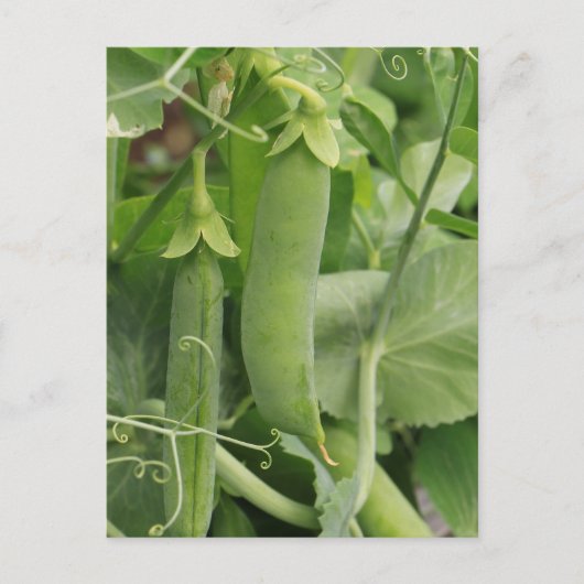 Kleine Erbsen des Sommers Postkarte (Vorderseite)