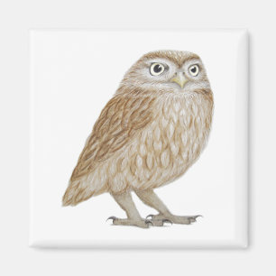 Kleine Eule 2011 Magnet