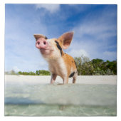 Kleine Ferkel Fliese (Vorderseite)