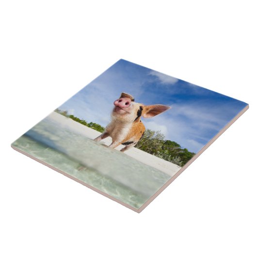 Kleine Ferkel Fliese (Seite)