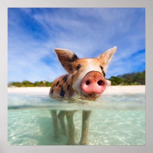 Kleine Ferkel Poster (Vorne)