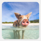 Kleine Ferkel Quadratischer Aufkleber (Vorderseite)