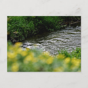 Kleine gelbe Flussblumen Postkarte
