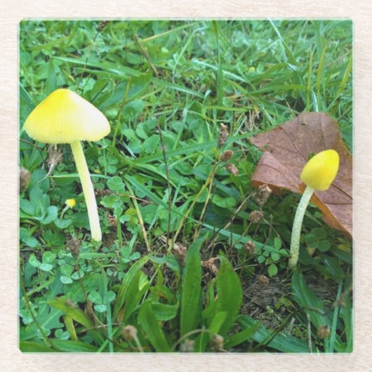 Kleine gelbe Pilze Glasuntersetzer (Vorderseite)