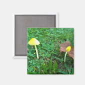 Kleine gelbe Pilze Magnet (Vorderseite/Rückseite)
