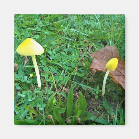 Kleine gelbe Pilze Magnet (Vorne)