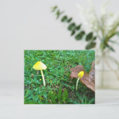 Kleine gelbe Pilze Postkarte (Stehend Vorderseite)