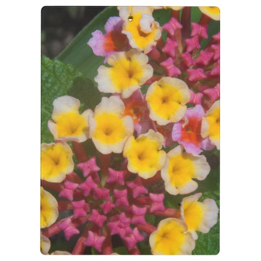 Kleine, gelbe tropische Blume mit rosafarbenen Bud Klemmbrett (Rückseite)