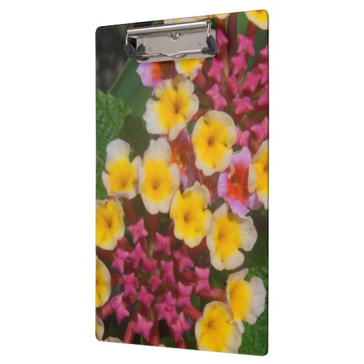 Kleine, gelbe tropische Blume mit rosafarbenen Bud Klemmbrett (Links)