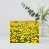 Kleine Gelbe Wilde Blume Feldschlacht Postkarte (Stehend Vorderseite)