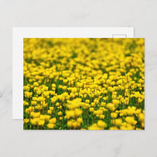 Kleine Gelbe Wilde Blume Feldschlacht Postkarte (Vorne/Hinten)