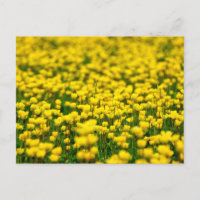Kleine Gelbe Wilde Blume Feldschlacht