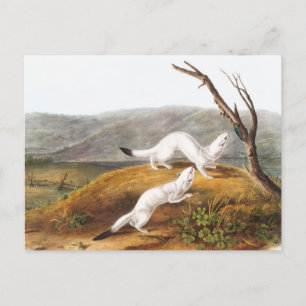 Kleine geschmeidige Wiesel Putorius agilis Illustr Postkarte