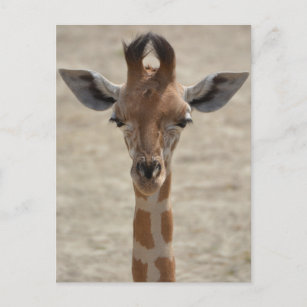 Kleine Giraffe Postkarte
