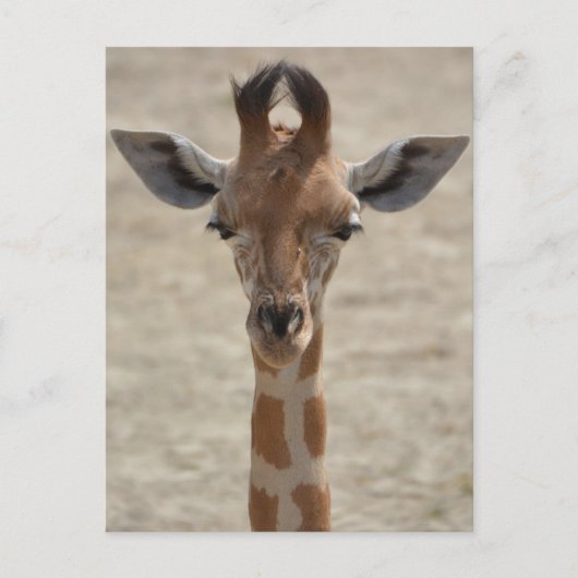 Kleine Giraffe Postkarte (Vorderseite)