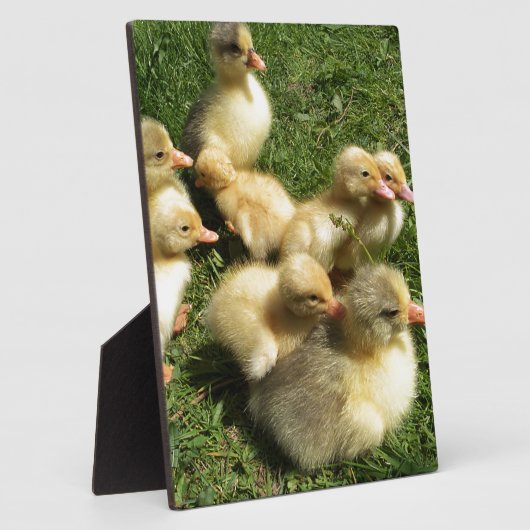 Kleine Goslings Fotoplatte (Seite)
