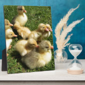 Kleine Goslings Fotoplatte (Seite)
