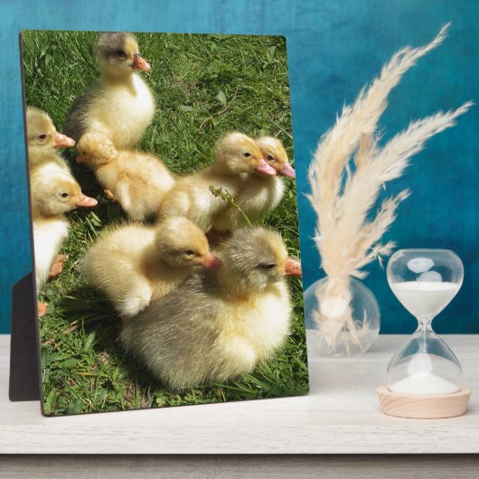 Kleine Goslings Fotoplatte (Seite)