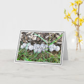 Kleine graue Pilze im Garten nach Regenzeit Karte (Gelbe Blume)