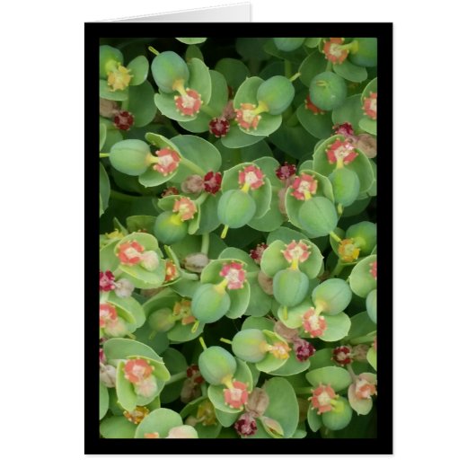 Kleine grüne Flora - das Lied von Sol. 2:13 Grußka (Vorne)