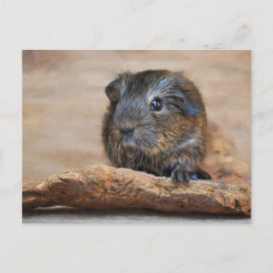 Kleine Guinea Schweinekleidung Postkarte