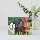 Kleine Herde von drei Kühen Postkarte (Stehend Vorderseite)