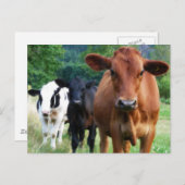 Kleine Herde von drei Kühen Postkarte (Vorne/Hinten)