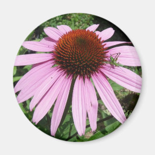 Kleine Heuschrecke auf einer lila Blume Magnet