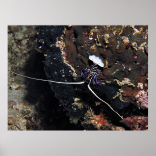 Kleine Hummer Poster