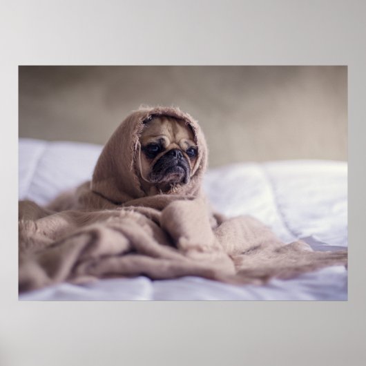 Kleine Hunde fühlen die Kälte Poster (Vorne)