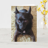 Kleine Hunde Standard, 5 Zoll x 7 Zoll geklappte G Karte (Gelbe Blume)