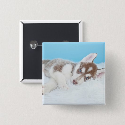 Kleine Husky-Welpe, die auf der Decke spielt Button (Vorne & Hinten)