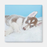 Kleine Husky-Welpe, die auf der Decke spielt