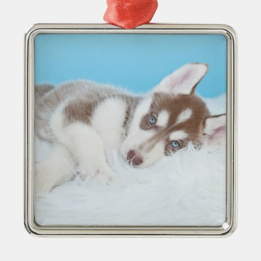 Kleine Husky-Welpe, die auf der Decke spielt Ornament Aus Metall (Vorne)