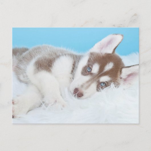 Kleine Husky-Welpe, die auf der Decke spielt Postkarte (Vorderseite)